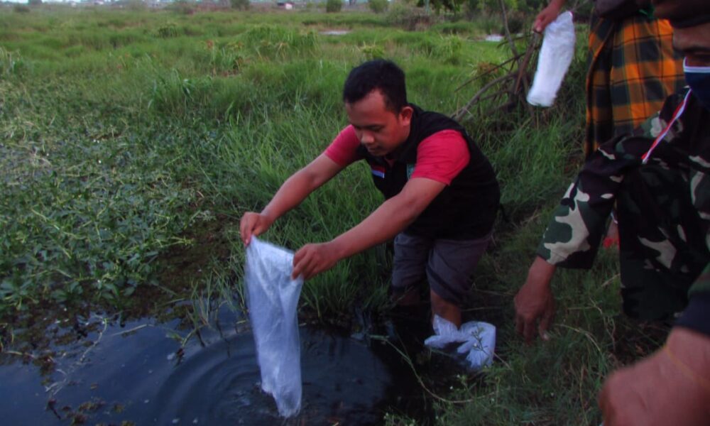 Jaga Ekosistem, LPBI NU Purworejo gandeng Ansor Peduli Tebar Benih Ikan