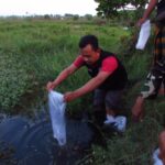 Jaga Ekosistem, LPBI NU Purworejo gandeng Ansor Peduli Tebar Benih Ikan