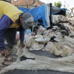 Sedekah Dengan Kulit Hewan Qurban